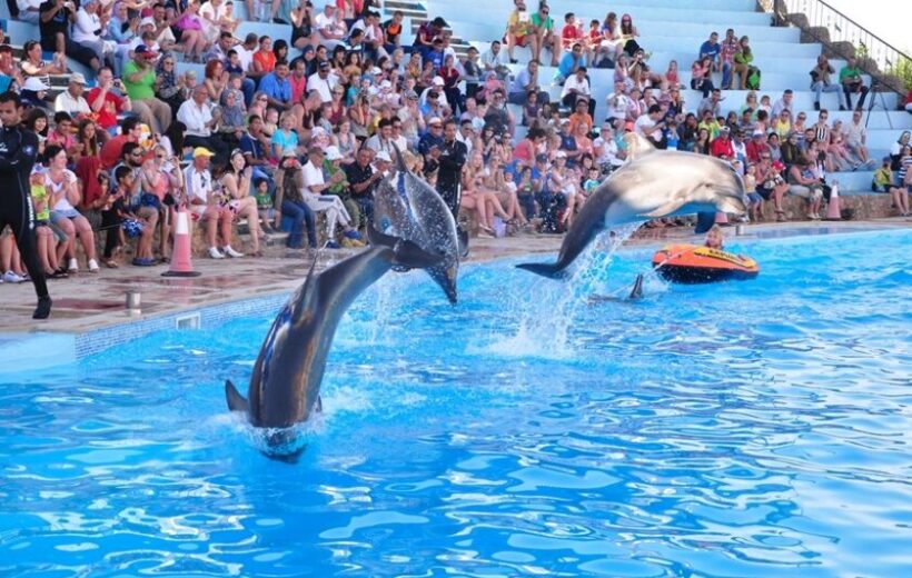 Dolphin World Hurghada